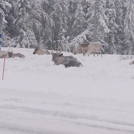 Arctic River Daire Rovaniemi