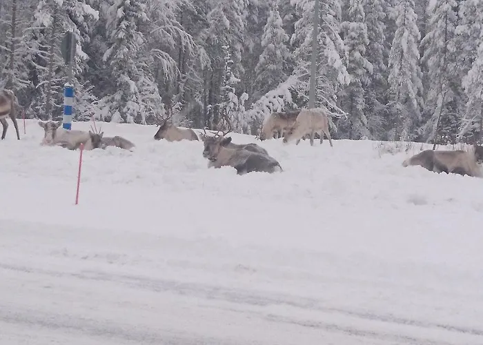 北极河公寓 公寓 罗瓦涅米